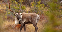 Étude caribou Daniel Fortin