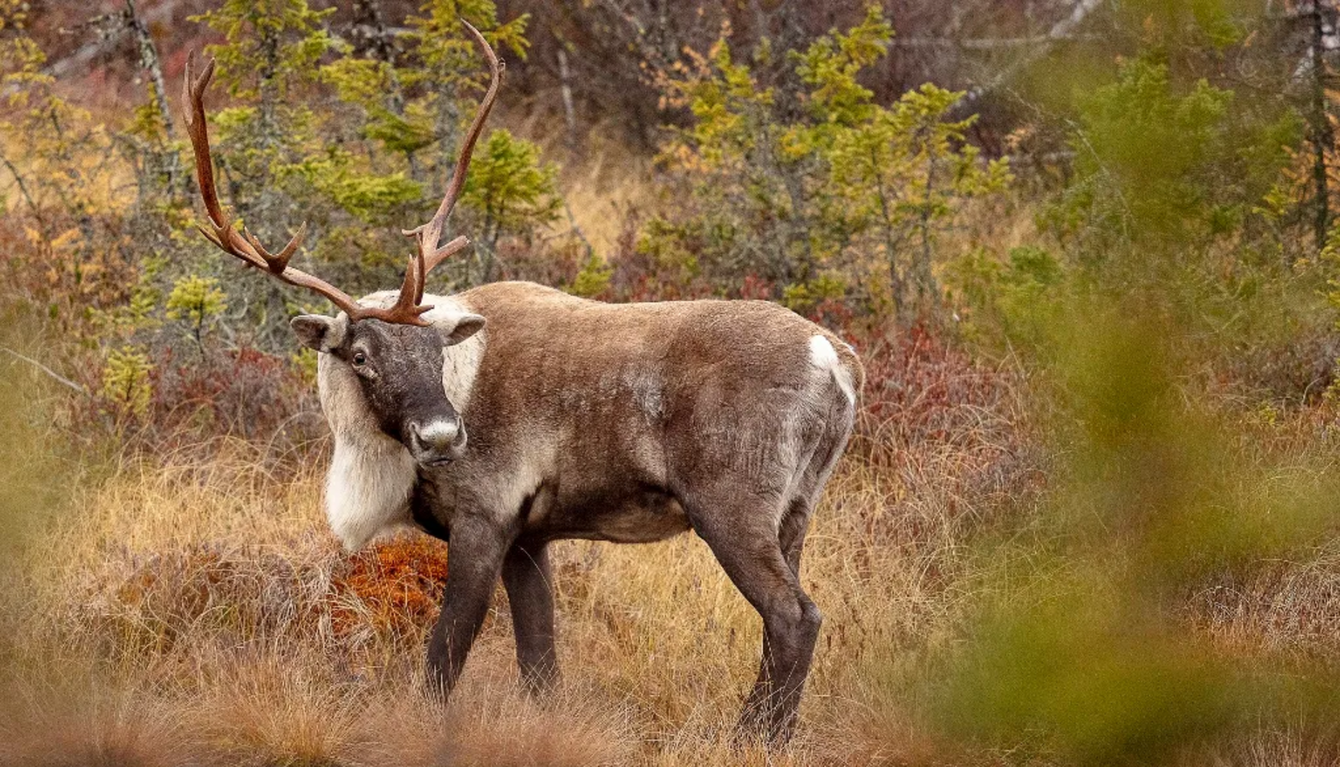 Étude caribou Daniel Fortin