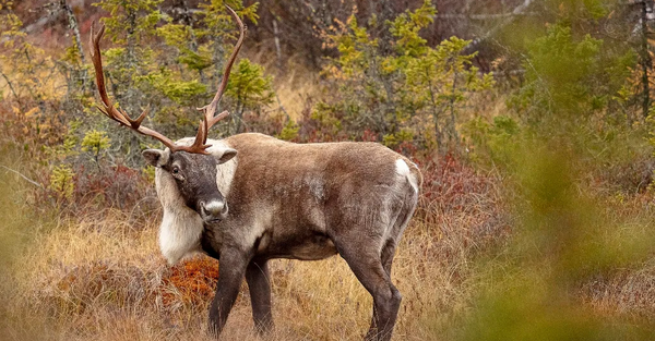 Étude caribou Daniel Fortin