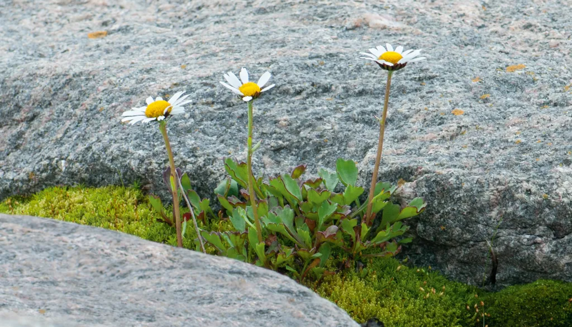 Flore nordique du Québec et du Labrador