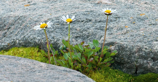 Flore nordique du Québec et du Labrador de Serge Payette