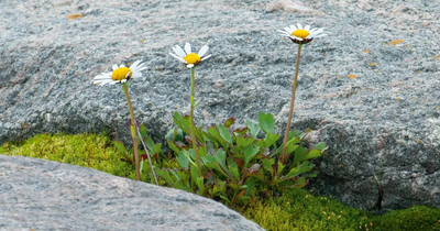 Flore nordique du Québec et du Labrador