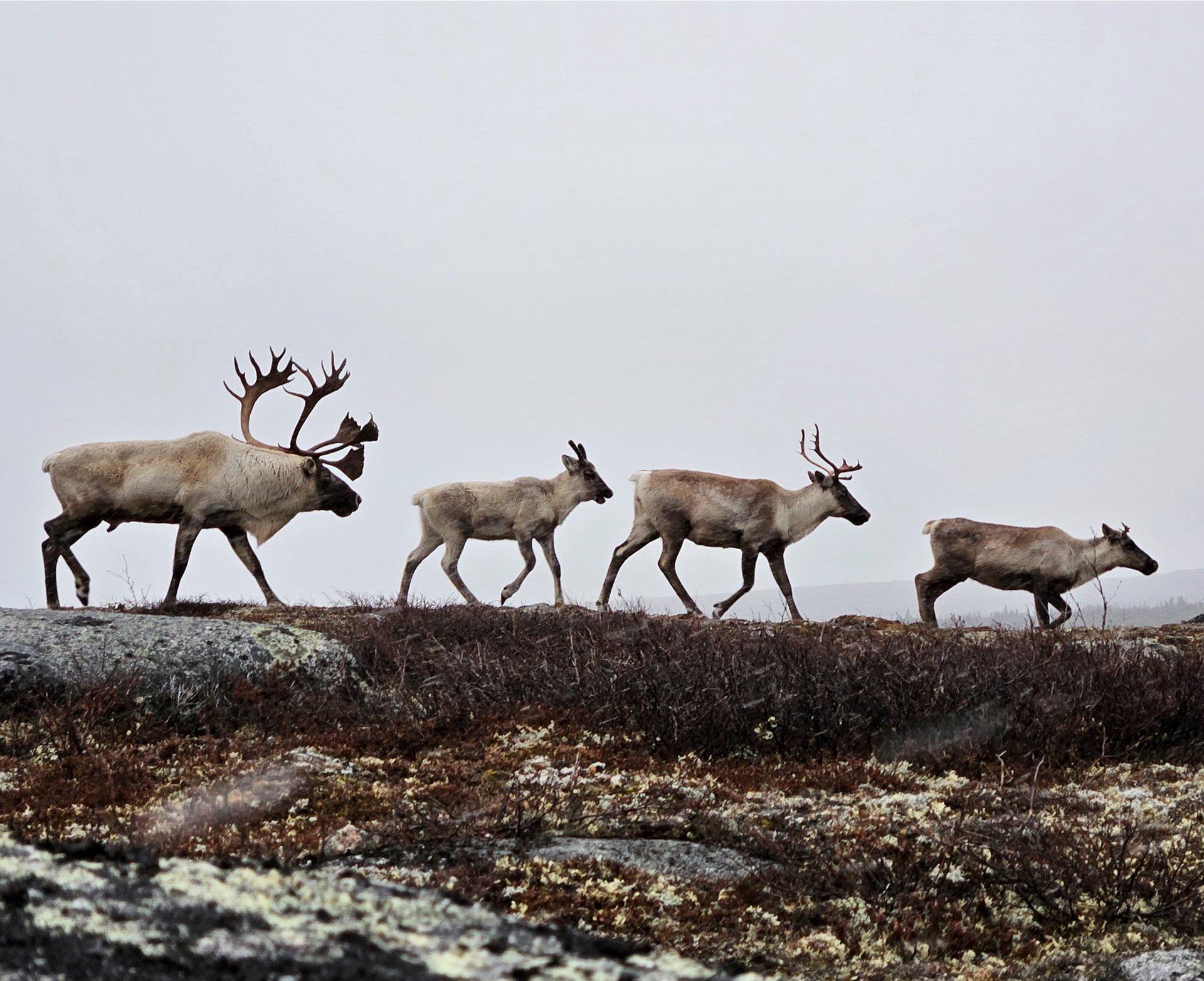 Caribou Ungava