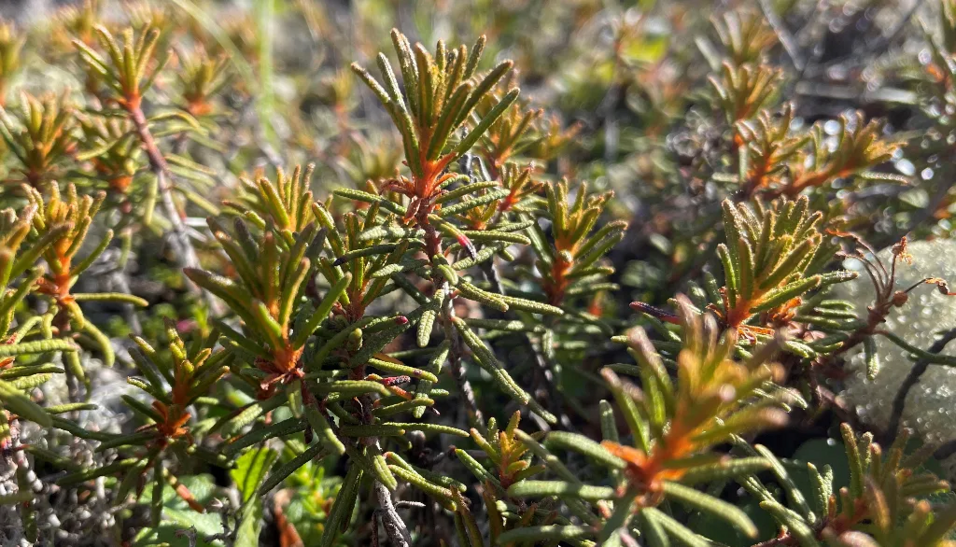 Étude sur le petit thé du labrador de Normand Voyer