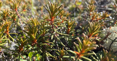 Étude sur le petit thé du labrador de Normand Voyer