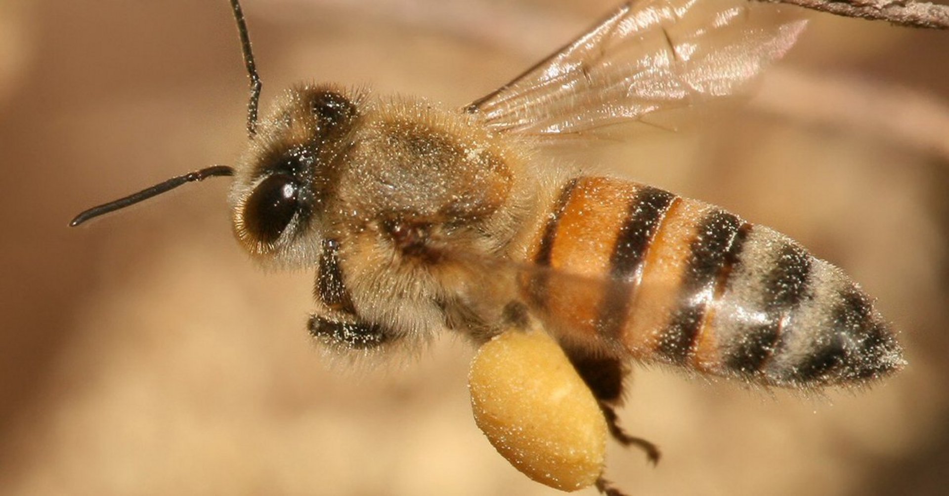 Медоносная пчела медоносная. Мешотчатый гнилец. Пчелы в австралии. Api 8-round. Пчела apis mellifera.