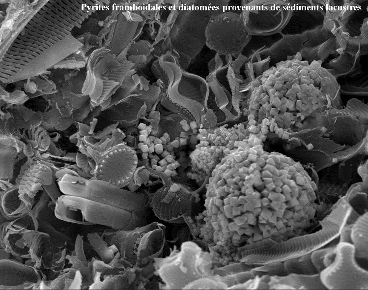 Microscope Électronique à Balayage Environnemental - Centre Commun